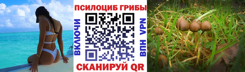 мега рабочий сайт  где продают наркотики  Острогожск  Псилоцибиновые грибы Psilocybine cubensis 